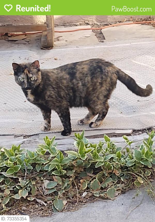 Reunited Female Cat last seen Hubbard and Manzano Vista, Albuquerque, NM 87123