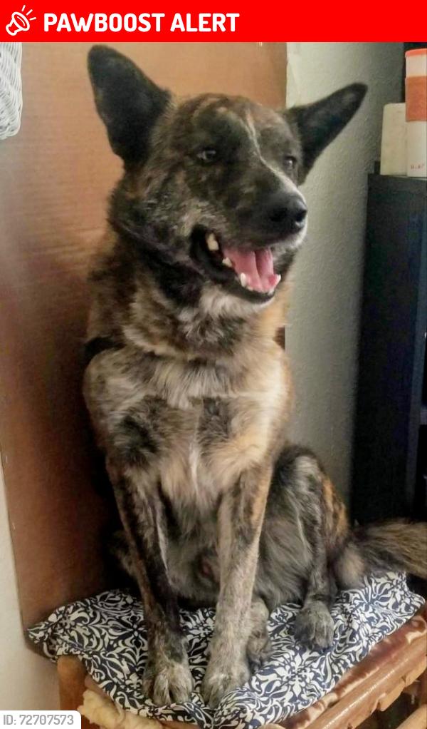 Lost Male Dog last seen Near N HARWOOD RD, North Richland Hills, TX 76180
