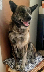 Lost Male Dog last seen Near N HARWOOD RD, North Richland Hills, TX 76180