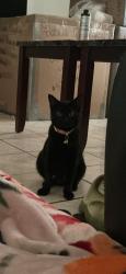 Lost Female Cat last seen Alessandro blvd in between Redlands & Moreno beach, Moreno Valley, CA 92551