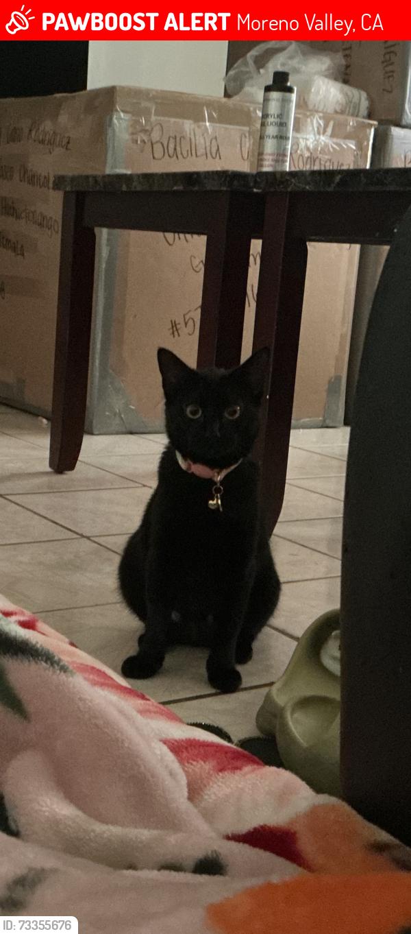 Lost Female Cat last seen Alessandro blvd in between Redlands & Moreno beach, Moreno Valley, CA 92551