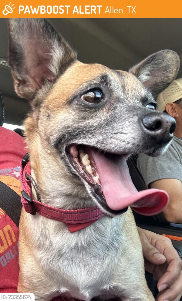 Found/Stray Male Dog last seen Exchange and Ridgeview, Allen, TX 75013