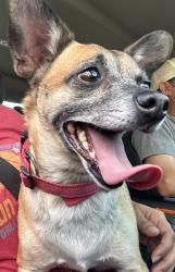 Found/Stray Male Dog last seen Exchange and Ridgeview, Allen, TX 75013