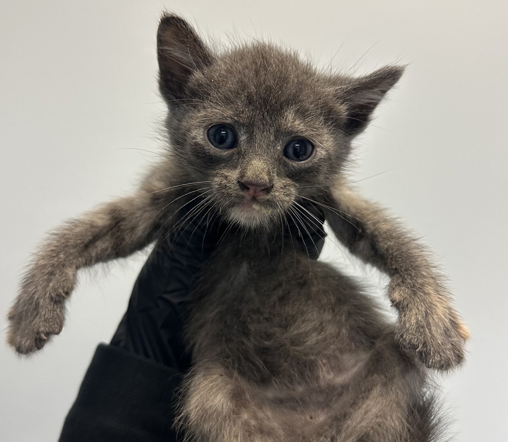 Shelter Stray Female Cat last seen Calle Primera, San Diego, CA, 92173, 5500 Gaines St, San Diego, CA 92110, USA