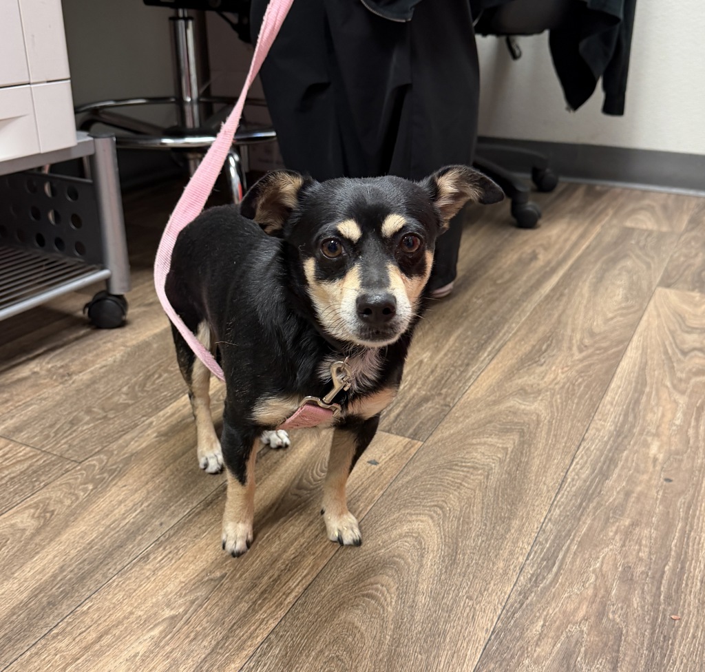 Shelter Stray Male Dog last seen Near Dracaena Court, San Diego, CA, 92114, 5500 Gaines St, San Diego, CA 92110, USA