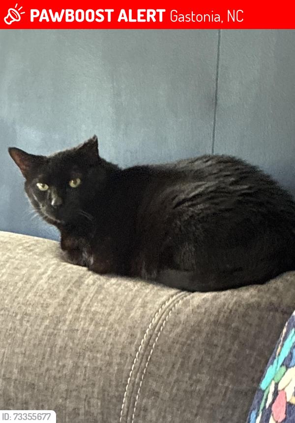 Lost Male Cat last seen rosegate @ union, Gastonia, NC 28056