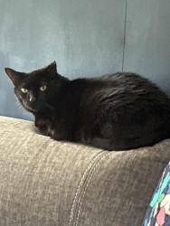 Lost Male Cat last seen rosegate @ union, Gastonia, NC 28056