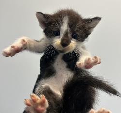 Shelter Stray Male Cat last seen Calle Primera, San Diego, CA, 92173, 5500 Gaines St, San Diego, CA 92110, USA