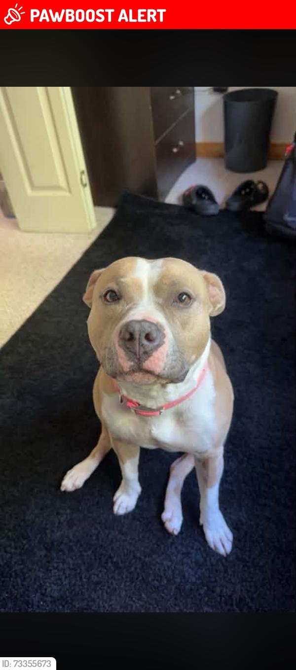 Lost Female Dog last seen 99th and meadowlark, Rockford Township, KS 67037
