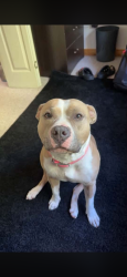 Lost Female Dog last seen 99th and meadowlark, Rockford Township, KS 67037