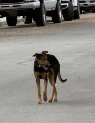 Found/Stray Male Dog last seen Corner of West Evans and North Grand, San Bernardino, CA 92411