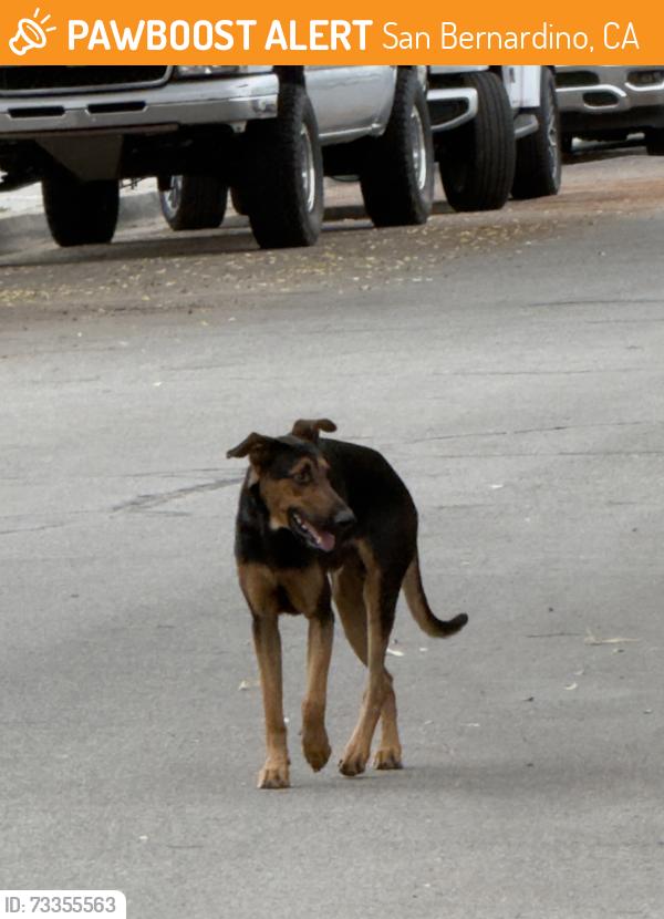 Found/Stray Male Dog last seen Corner of West Evans and North Grand, San Bernardino, CA 92411