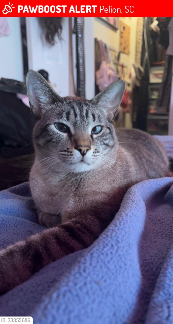 Lost Male Cat last seen Coopers Park, Pelion, SC 29123