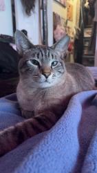 Lost Male Cat last seen Coopers Park, Pelion, SC 29123