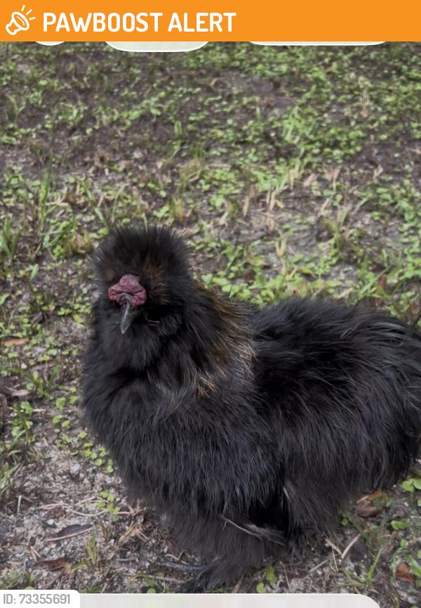 Rehomed Unknown Bird last seen Dixie Hwy/Divito way, New Smyrna Beach, FL 32168