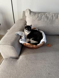 Lost Female Cat last seen Behind Target!, Huntington Beach, CA 92648