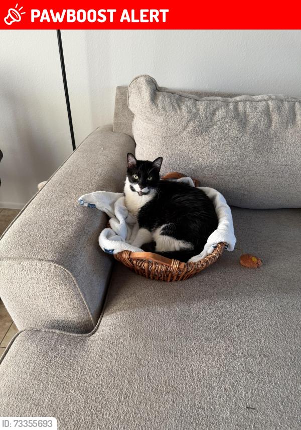 Lost Female Cat last seen Behind Target!, Huntington Beach, CA 92648