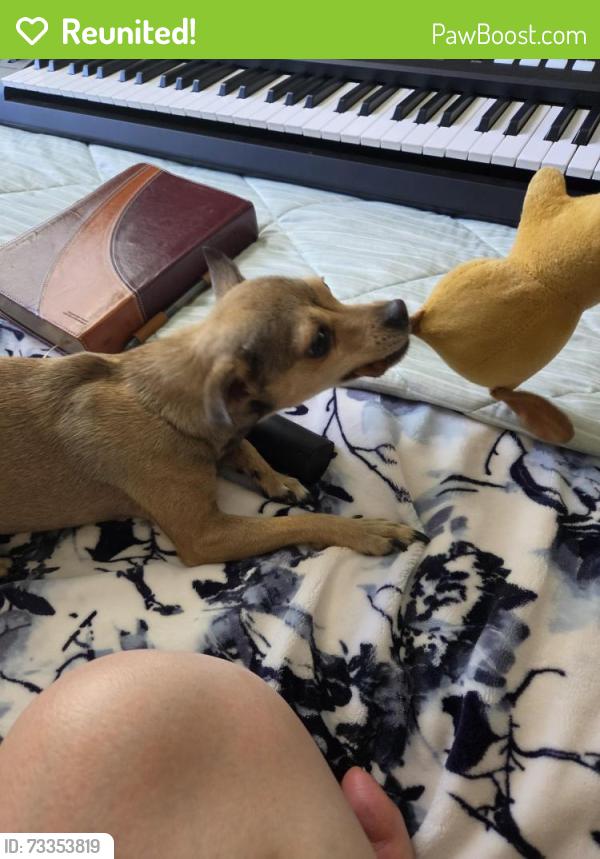 Reunited Female Dog last seen Leland, Pittsburg, CA 94565