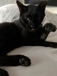 Reunited Unknown Cat last seen W Colter St, Phoenix, AZ, USA, Phoenix, AZ 85015