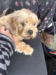 Found/Stray Female Dog last seen Tuscany Hills, Lake Elsinore, CA 92532