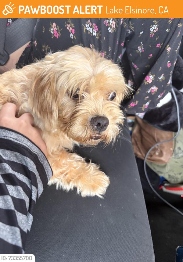 Found/Stray Female Dog last seen Tuscany Hills, Lake Elsinore, CA 92532