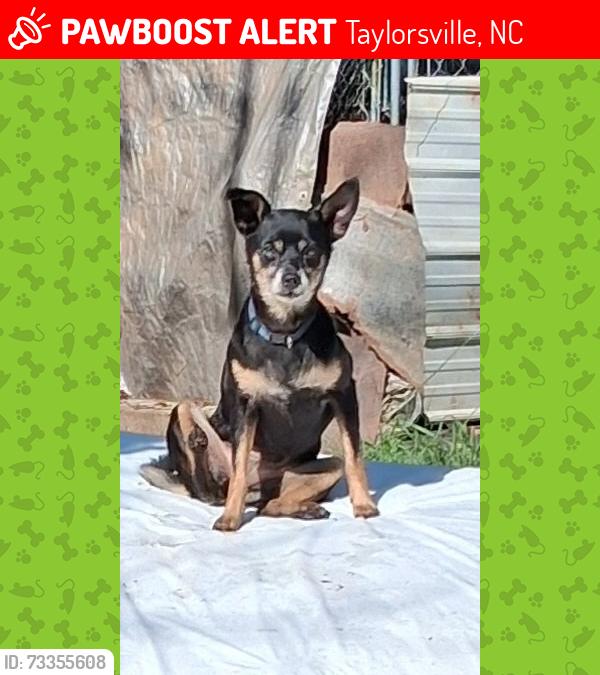 Lost Female Dog last seen Off hwy 16, behind the old Wittenburg school, Taylorsville, NC 28681