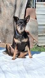 Lost Female Dog last seen Off hwy 16, behind the old Wittenburg school, Taylorsville, NC 28681