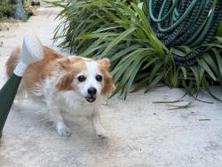 Reunited Unknown Dog last seen Crimson Ridge Park, Roseville, CA 95747