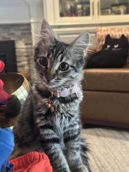 Reunited Female Cat last seen Elvis & Dunn, San Jose, CA 95123