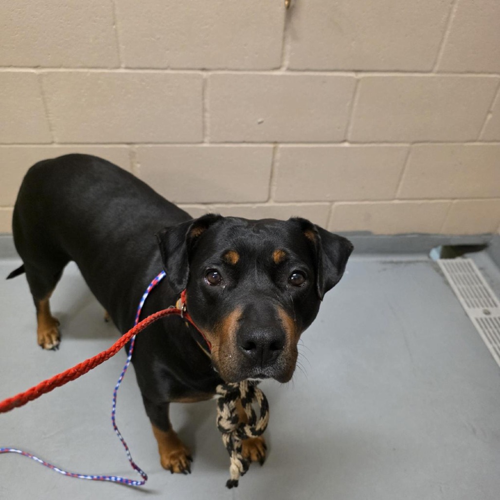 Shelter Stray Female Dog last seen , 2608 Center St, Tacoma, WA 98409, USA
