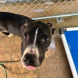 Shelter Stray Male Dog last seen , 4900 Milgen Rd, Columbus, GA 31907, USA