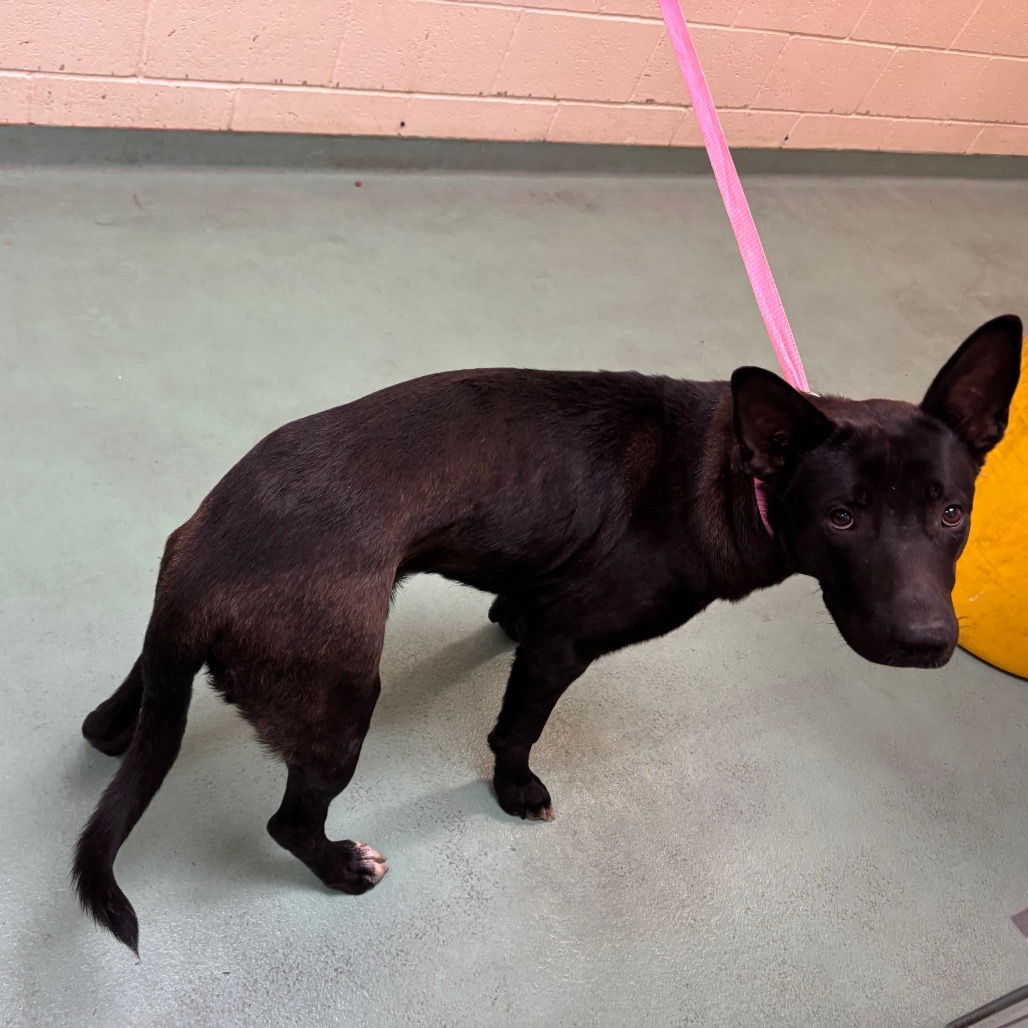 Shelter Stray Male Dog last seen , 2350 Appling City Cove, Memphis, TN 38133, USA