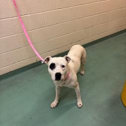 Shelter Stray Male Dog last seen , 2350 Appling City Cove, Memphis, TN 38133, USA