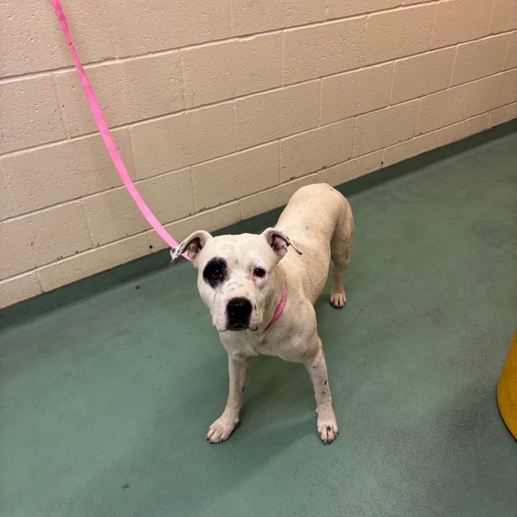 Shelter Stray Male Dog last seen , 2350 Appling City Cove, Memphis, TN 38133, USA