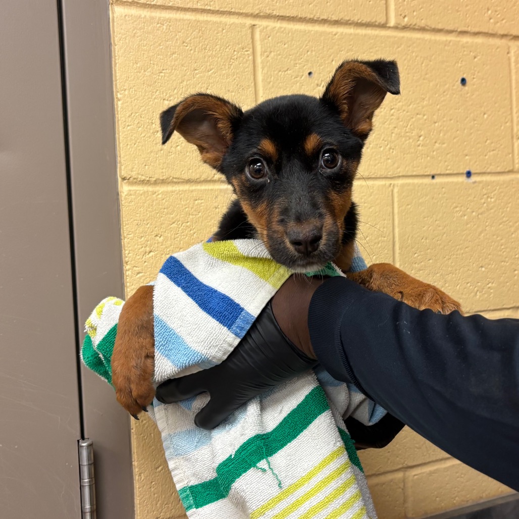 Shelter Stray Female Dog last seen , 2350 Appling City Cove, Memphis, TN 38133, USA