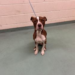 Shelter Stray Female Dog last seen , 2350 Appling City Cove, Memphis, TN 38133, USA