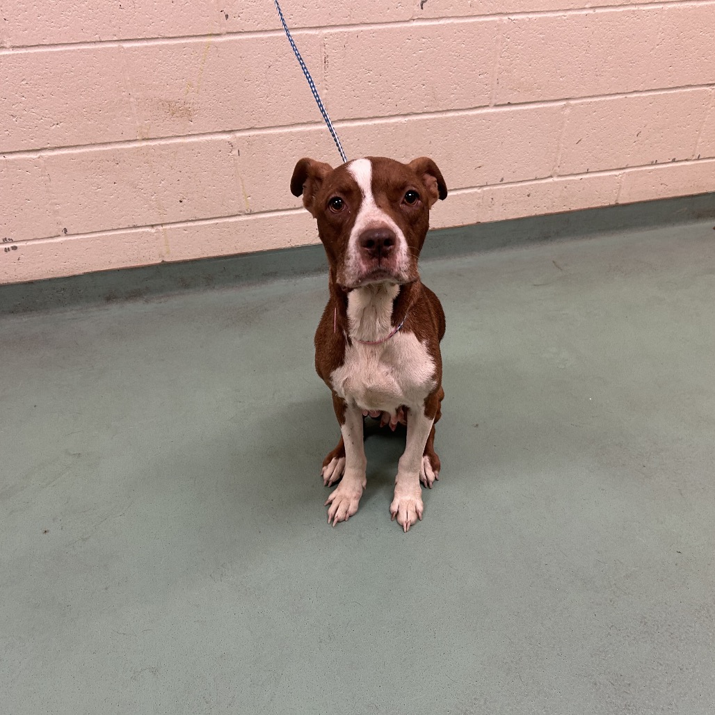Shelter Stray Female Dog last seen , 2350 Appling City Cove, Memphis, TN 38133, USA