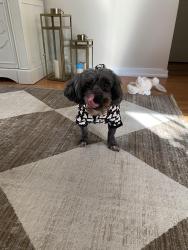 Reunited Male Dog last seen Riverside, Riverside, IL 60546