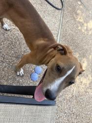 Found/Stray Male Dog last seen Chimney Hill Neighborhood, Waco, TX 76708