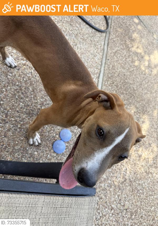 Found/Stray Male Dog last seen Chimney Hill Neighborhood, Waco, TX 76708
