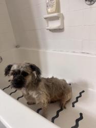 Found/Stray Male Dog last seen Pine Island and NW 61st St, Plantation, FL 33324