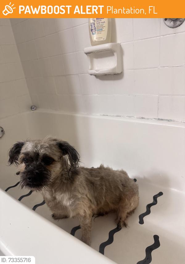 Found/Stray Male Dog last seen Pine Island and NW 61st St, Plantation, FL 33324