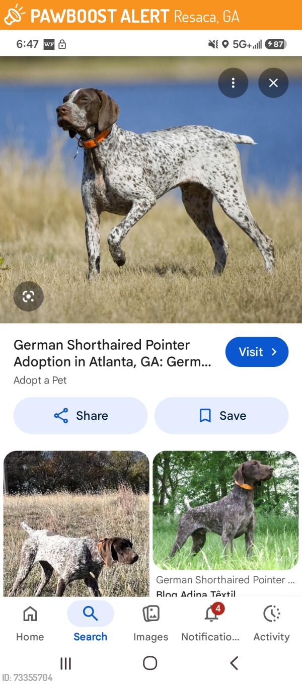 Found/Stray Unknown Dog last seen I-75 S, Cook County, GA 31620