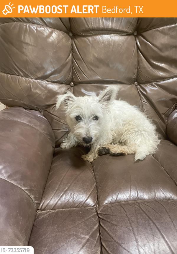 Found/Stray Female Dog last seen Harwood and 121, Bedford, TX 76021
