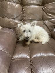 Found/Stray Female Dog last seen Harwood and 121, Bedford, TX 76021