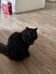 Reunited Female Cat last seen Chapman PL SE Calgary, Calgary, AB T2X 3T3