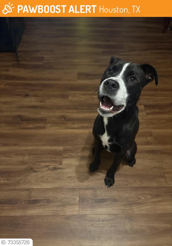 Found/Stray Male Dog last seen Parking lot of front entrance at Willowbrook Mall, Houston, TX 77070