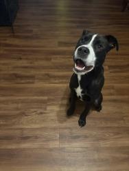 Found/Stray Male Dog last seen Parking lot of front entrance at Willowbrook Mall, Houston, TX 77070
