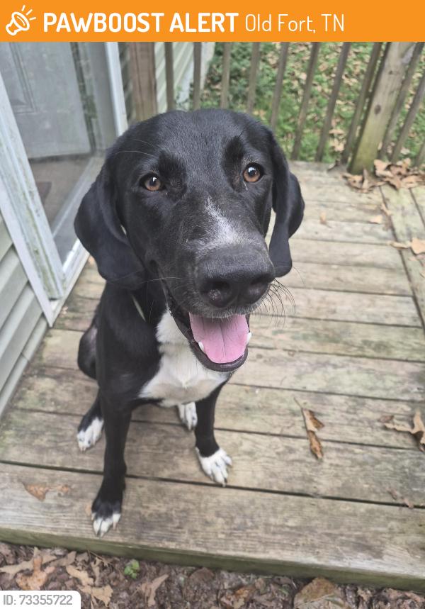 Found/Stray Male Dog last seen Bates Pike, Old Fort, TN 37362