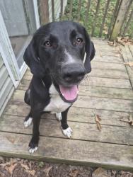 Found/Stray Male Dog last seen Bates Pike, Old Fort, TN 37362